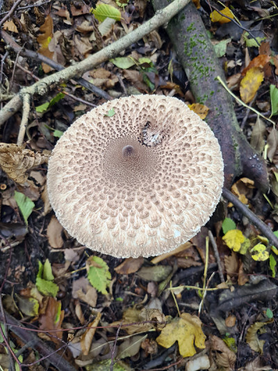 植物学、阳伞蘑菇,