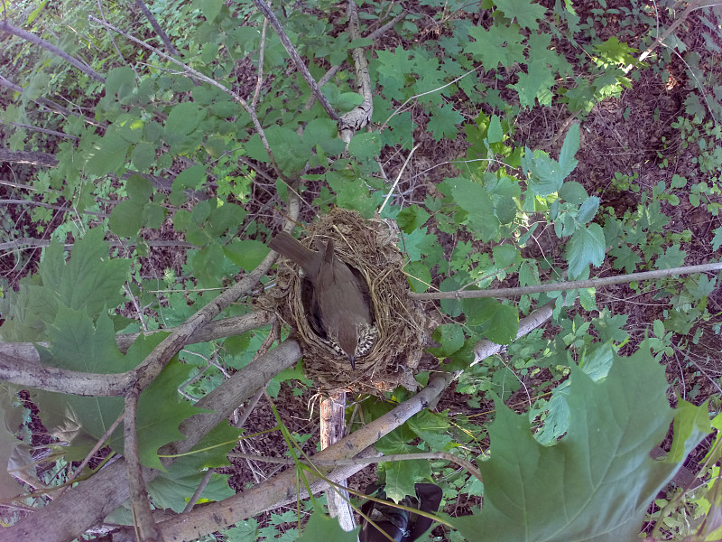 歌曲《Thrush》(Turdus philomelos)。