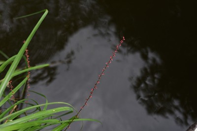 Persicara filiformis