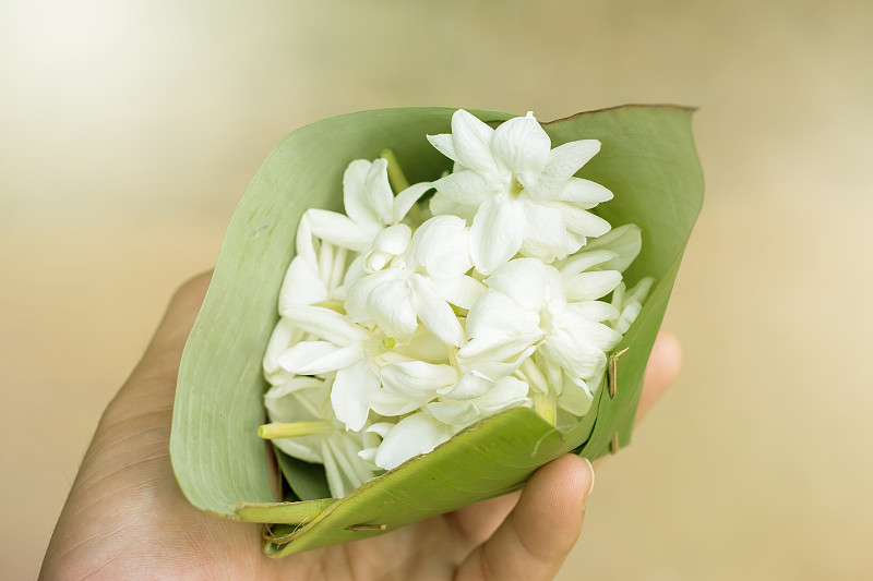 茉莉花