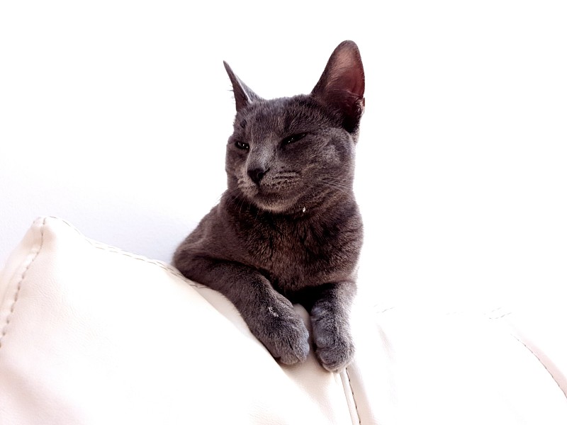 Grey六个月大的小猫