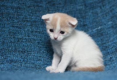 小猫右侧