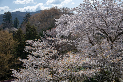 吉野山的樱花