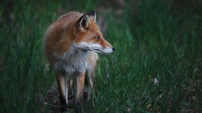 Ezo红狐狸。