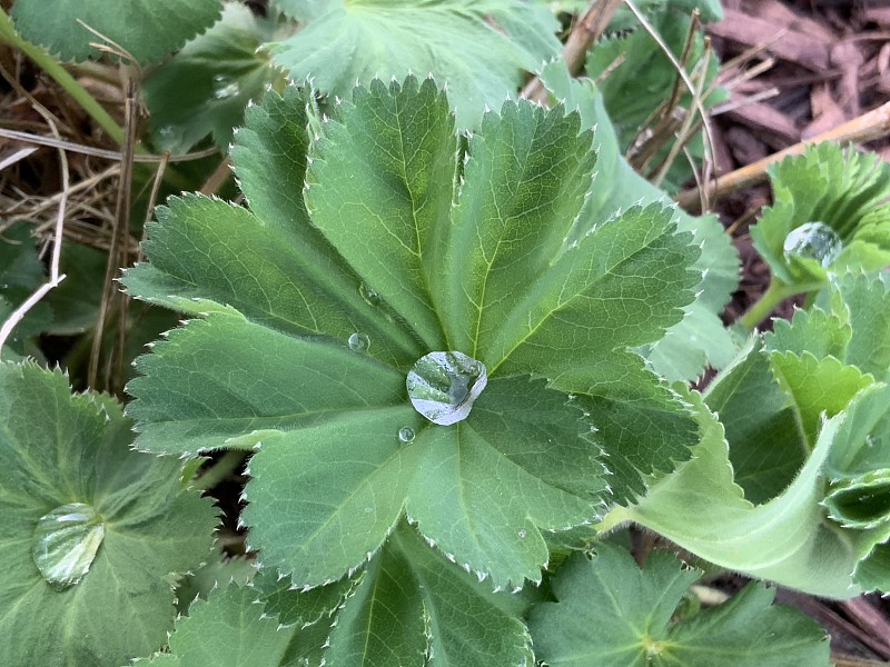 露水的泪珠