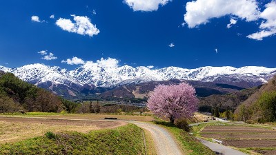 日本长野县白波村的春景