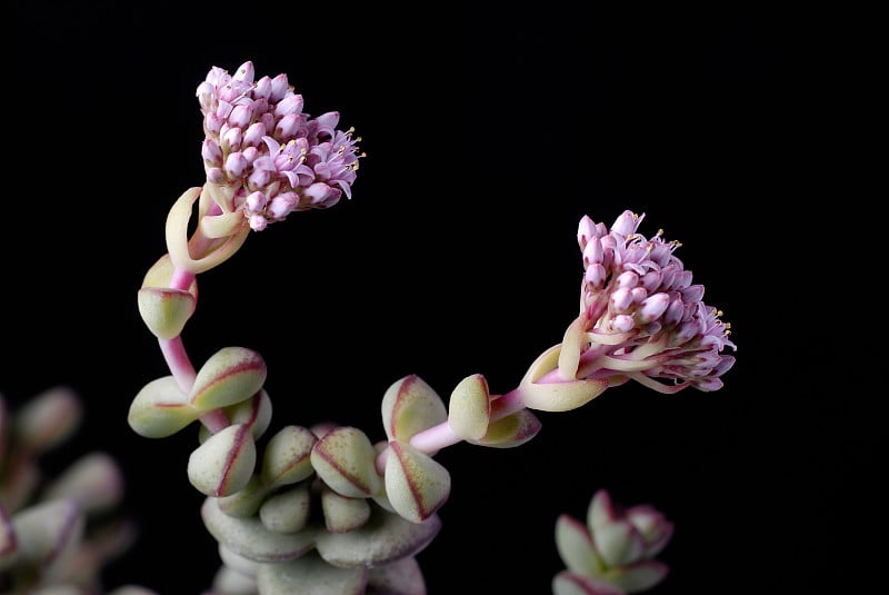 Crassula