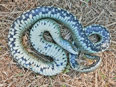 这是一条装死的蛇的特写照片，条纹草蛇(Natrix astreptophora)也被称为强直性静止或