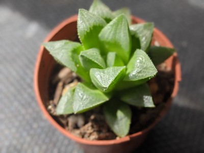 室内植物-肉质