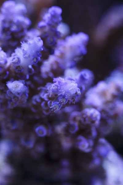 珊瑚分支的细节