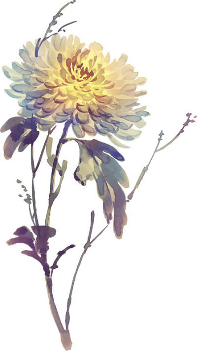 水墨菊花插图。烟灰墨风格,颜色。