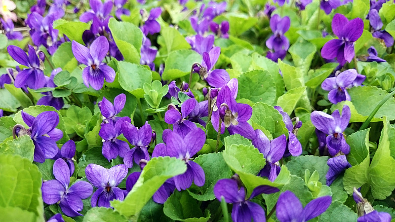 香堇菜或木紫