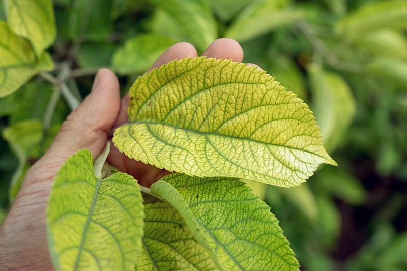 植物中缺乏矿物质。缺少氮，钾。缺铁萎黄病。苹果树生病的黄叶