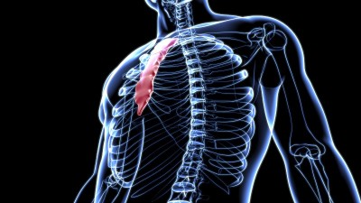 人体骨骼、胸骨解剖学的医学概念