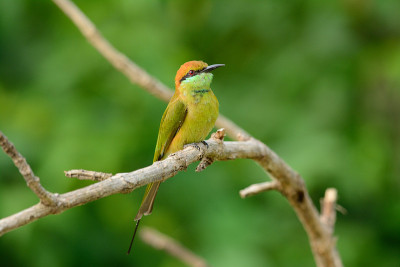 绿食蜂鸟(Merops orientalis)