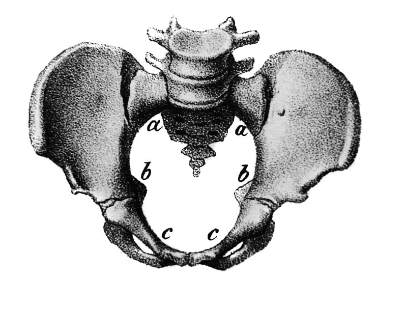 尾骨插图在旧书Atlas Abildungen由D. W. Busch，柏林，1841