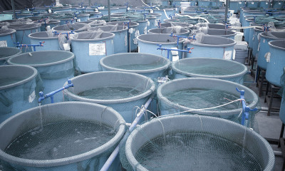 农业水产养殖农场