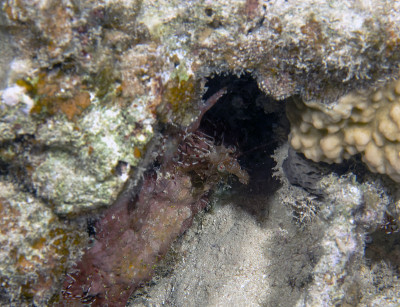 埃及红海的沙虎虾(虾尾虾属)