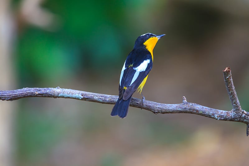 雄性黄臀鹟(Ficedula zanthopygia)