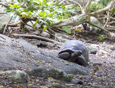 游客参观巨大的亚达伯拉象龟(Aldabrachelys gigantea)在塞舌尔，印度洋