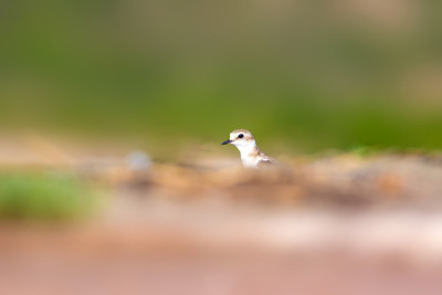 可爱的小水鸟。自然背景。常见的水鸟:肯特鸻。Charadrius alexandrinus。