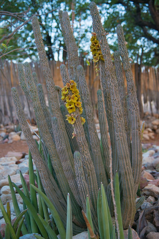 开着漂亮黄花的大仙人掌。花生仙人掌。Epupa、纳米比亚