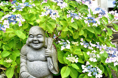 绣球花