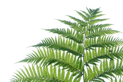 热带蕨类叶子在白色孤立的背景为绿色树叶背景和复制空间