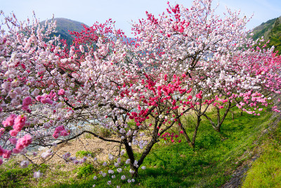 日本长野，池山温泉，桃花盛开