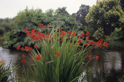 Crocosmia