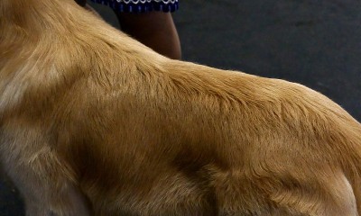 金毛寻回犬
