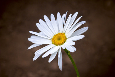 甘菊