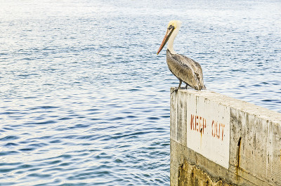 棕色的鹈鹕。Pelecanus occidentalis,