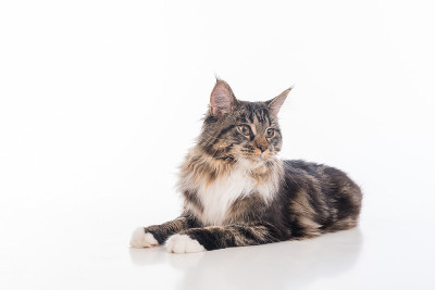 好奇的灰色缅因猫躺在白色的桌子上反射。白色背景。
