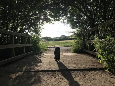 狗在隧道树桥上
