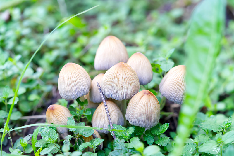 云母Coprinellus micaceus云母coprinusmicaceus，俗称闪墨帽，野生蘑