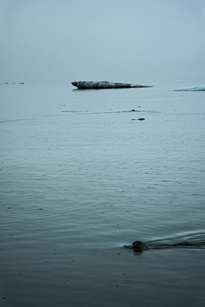 海游泳的狗