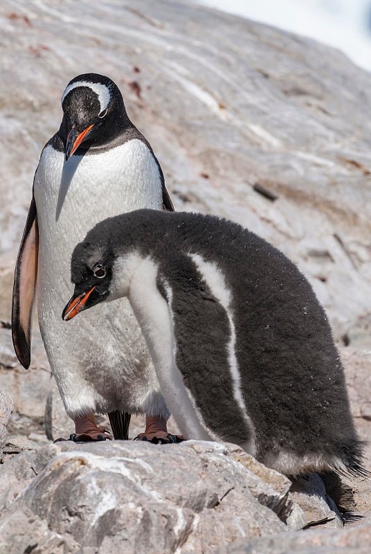 Penguin colony,hanah point