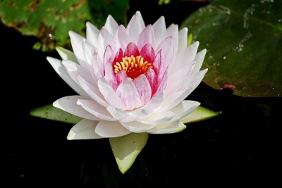 甜蜜的