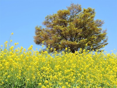 蓝天背景下的油菜籽田和一棵树