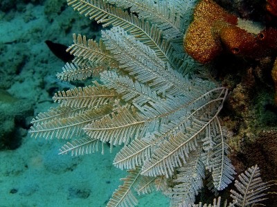 水螅虫类的