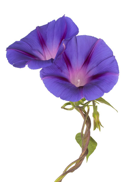 花孤立