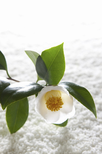 白色山茶花