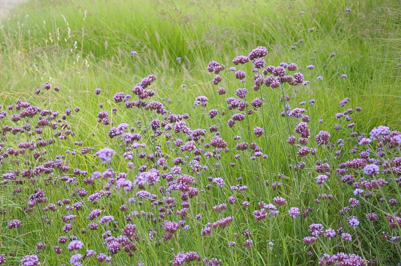 马鞭草的丁香花