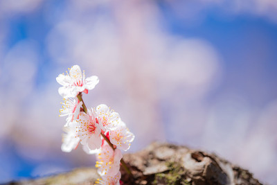 春天花园公园里粉红色的梅花盛开