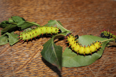 antherina suraka卡特彼勒