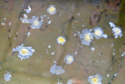 圣水和蜡烛蜡滴