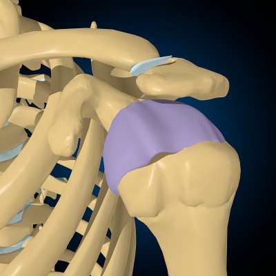 关节囊解剖的医学概念3D