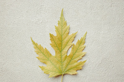 秋天花设计贺卡与黄叶