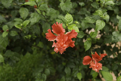 芙蓉